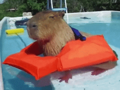 capybara.gif